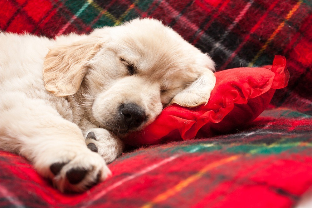 sleeping puppy on plaid blanket